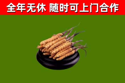 青原回收冬虫夏草