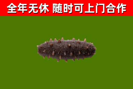青原回收海参干